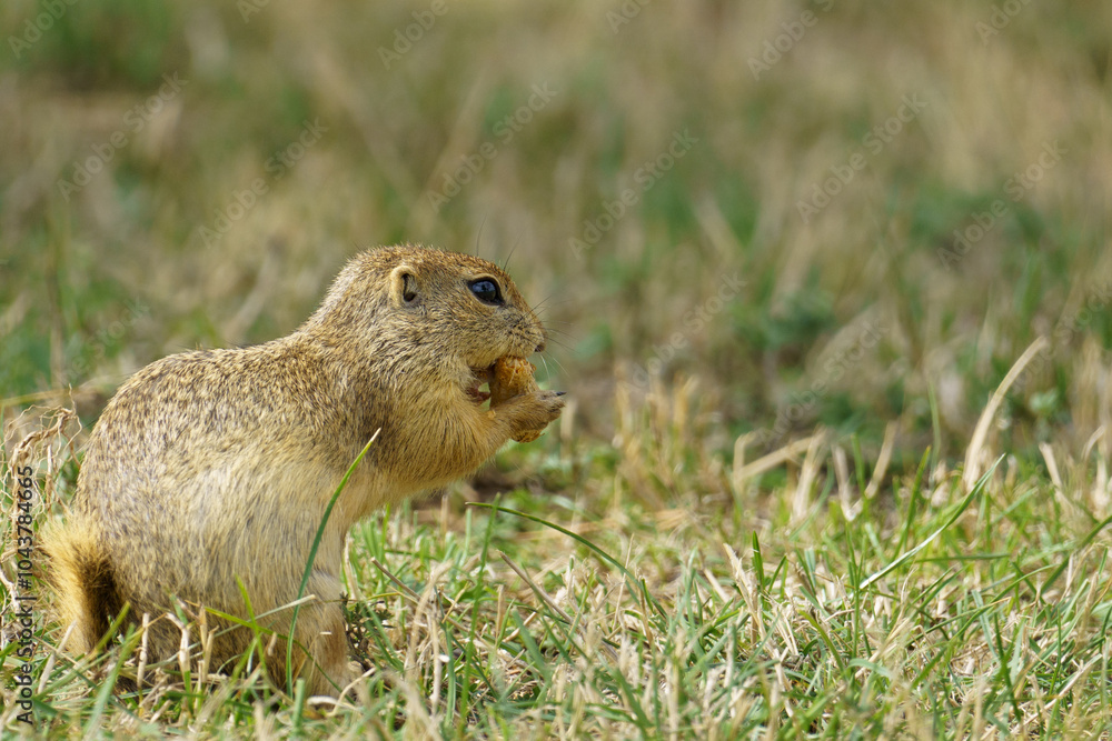 Portrait of a european Ground Squirrel also known as Portrait of a european Ground Squirrel also known as