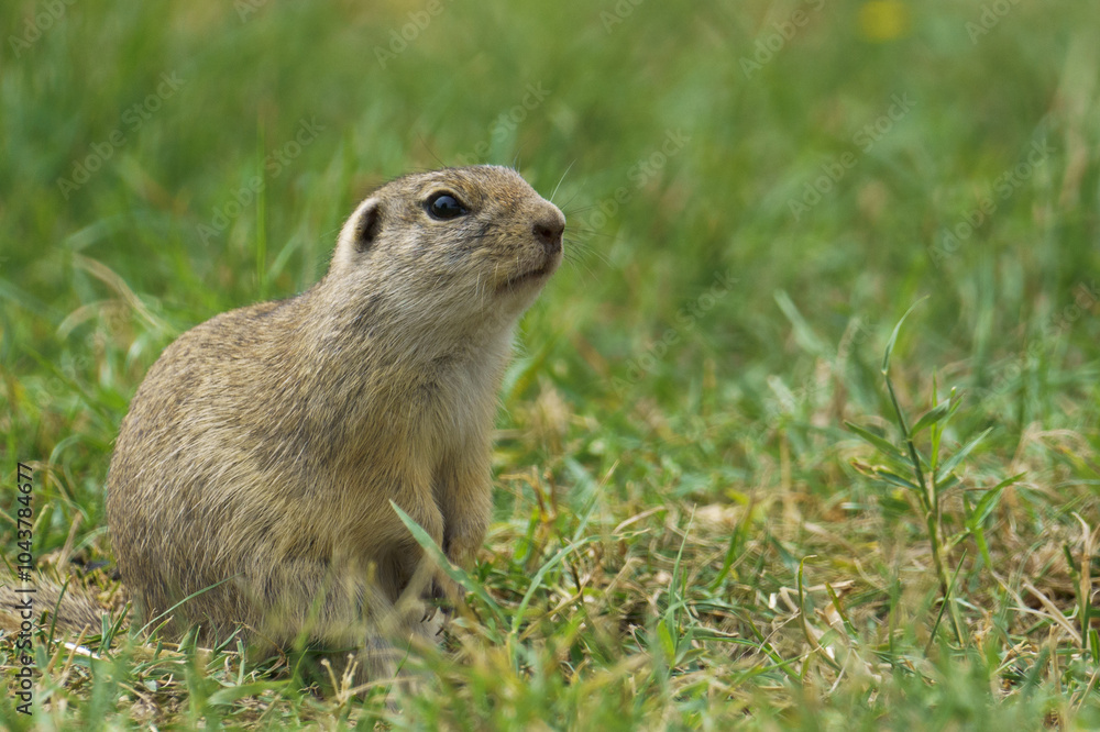 Portrait of a european Ground Squirrel also known as Portrait of a european Ground Squirrel also known as