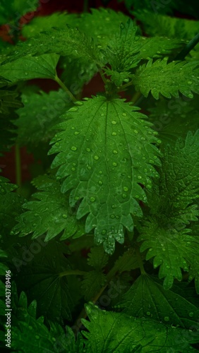 Nettle with drops of dew