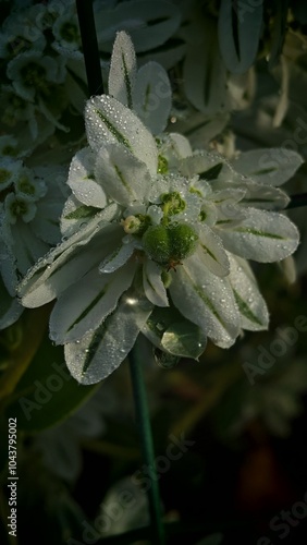 White flower with water drops