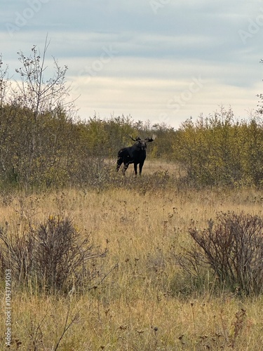 cows in the field
