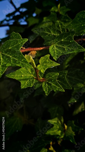 Green Leaves with Water Drops