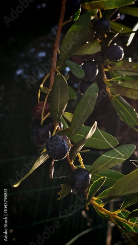 Olive tree with water drops