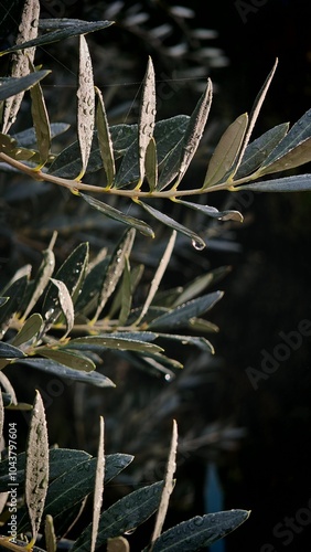 Olive tree with water drops