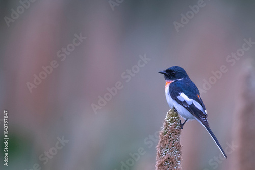 Minivet bird photo