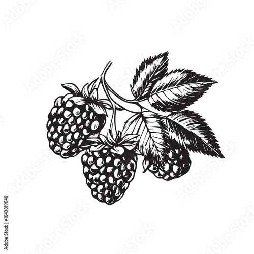Raspberries In cartoon, hand-drawn flat style. image for social media, websites and UI. Isolated 2D vector design in logo, icon, sketch style, simple line vector, single color. AI Generative Art.