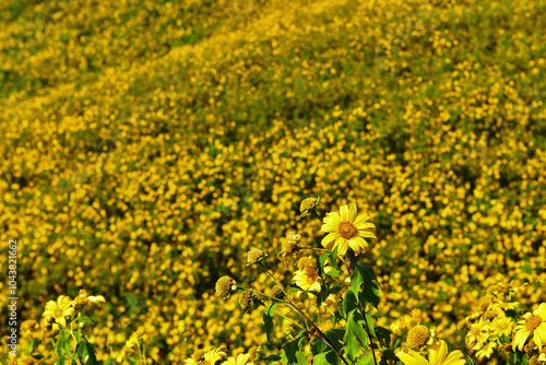 yellow sunflower in the mountains  (Thung Bua Tong Fields at Doi Mae U Kho) at Mae Hong Son Province,Thailand photo