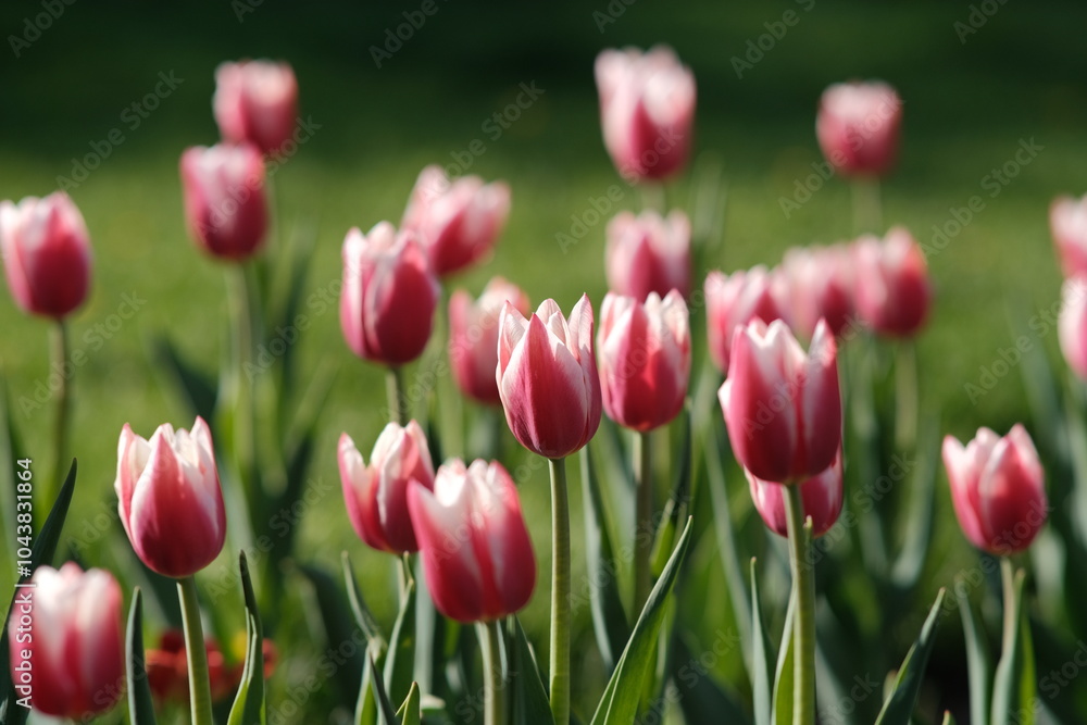 Pink buds on a blurred background, the color from the fujifilm camera Pink buds on a blurred background, the color from the fujifilm camera