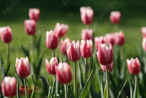 Pink buds on a blurred background, the color from the fujifilm camera