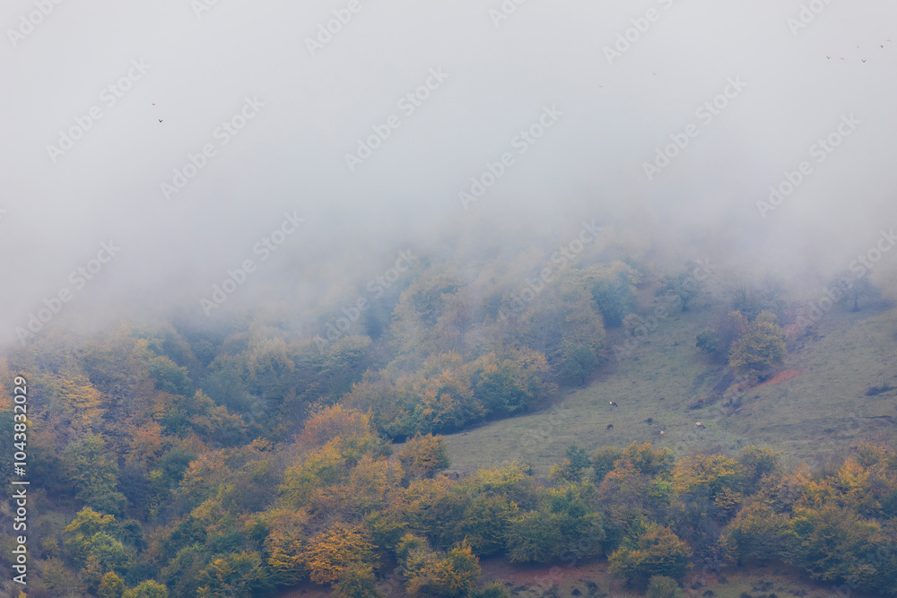 Autumn forest in the mountains Autumn forest in the mountains