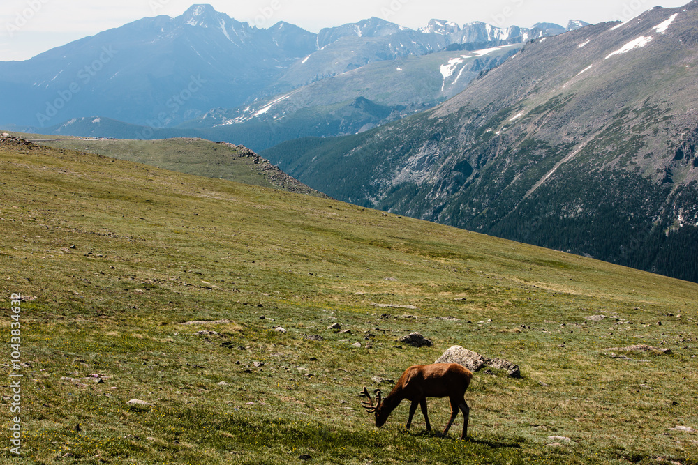Obraz premium Lone elk on summer alpine tundra in Rocky Mountain National Park, Colorado, just off Trail Ridge Road
