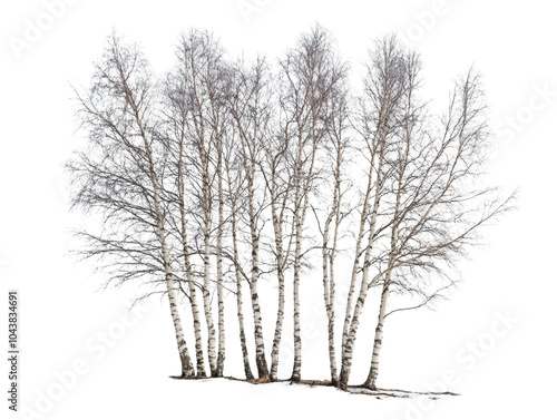 A group of frost-covered birch trees in winter, showcasing delicate, icy branches.