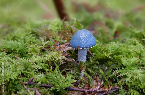 Blauer Träuschling (STROPHARIA CAERULEA) photo