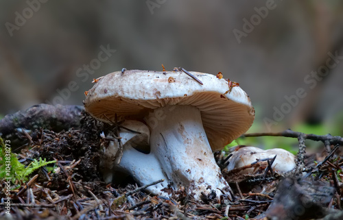 Breitblättriger Weißtäubling (RUSSULA DELICA) photo