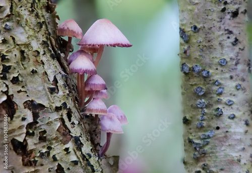 Grosser Bluthelmling (MYCENA HAEMATOPUS) photo