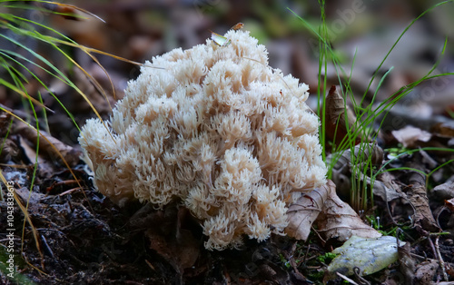 Geweihförmige Koralle (CLAVULINA CORALLOIDES) photo