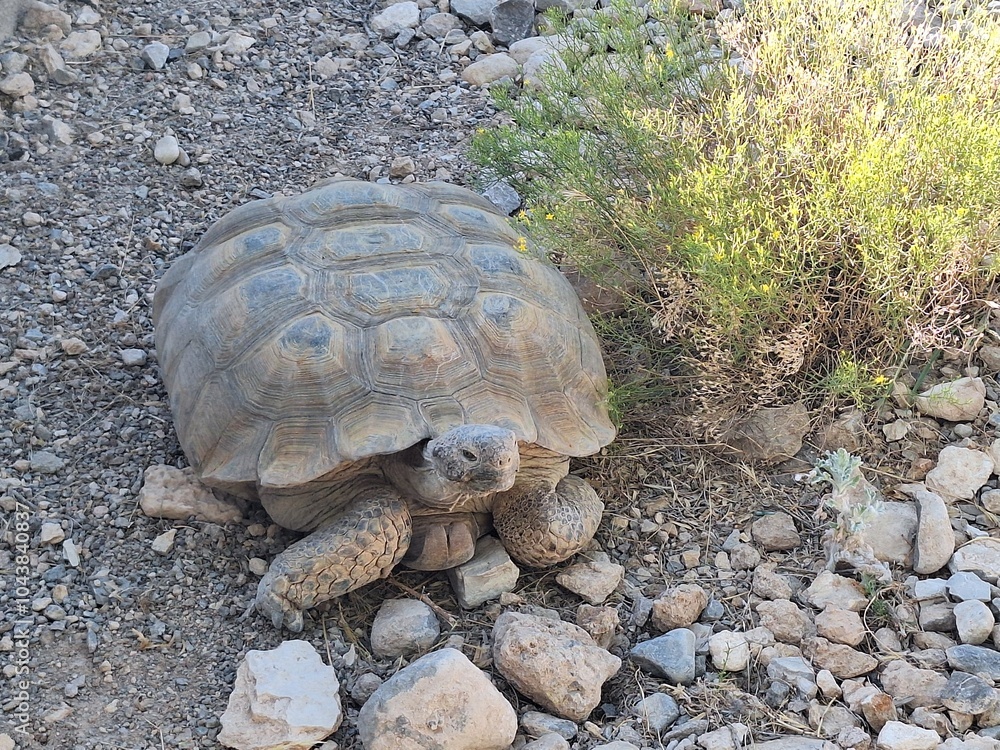 Obraz premium Schildkröte im Red Rock Canyon State Park in Nevada
