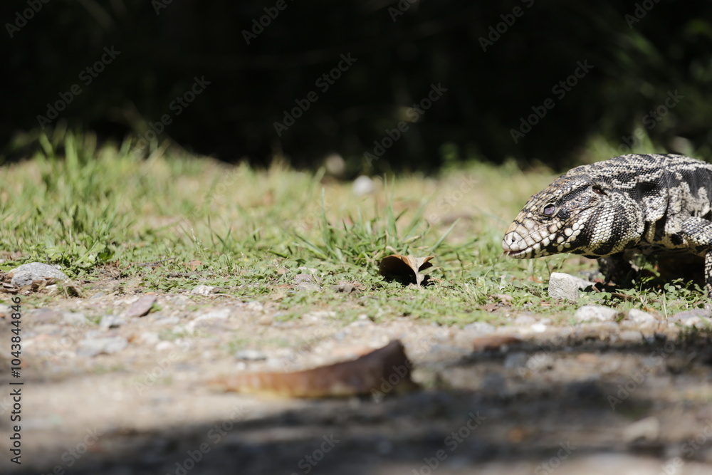Lagarto Overo sacando la lengua Lagarto Overo sacando la lengua