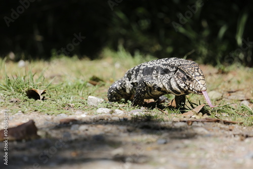 Lagarto Overo sacando la lengua  photo