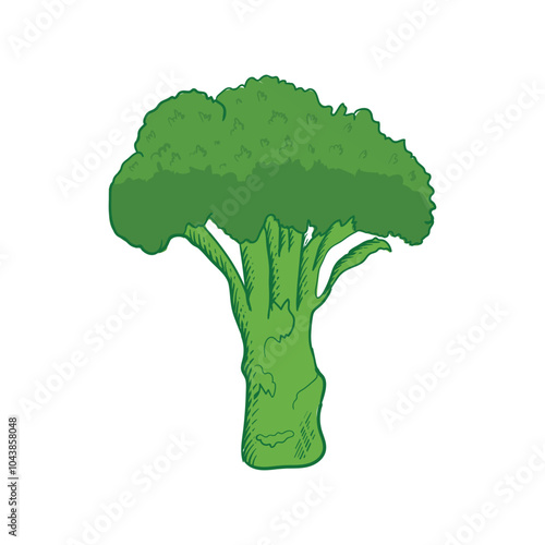 broccoli vegetable icon ,Fresh green broccoli vector illustration