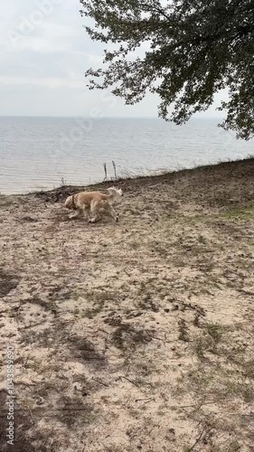 A dog runs excitedly towards a cliff edge overlooking water, showcasing a sense of adventure and playfulness. The scene captures the thrill of exploration in nature.