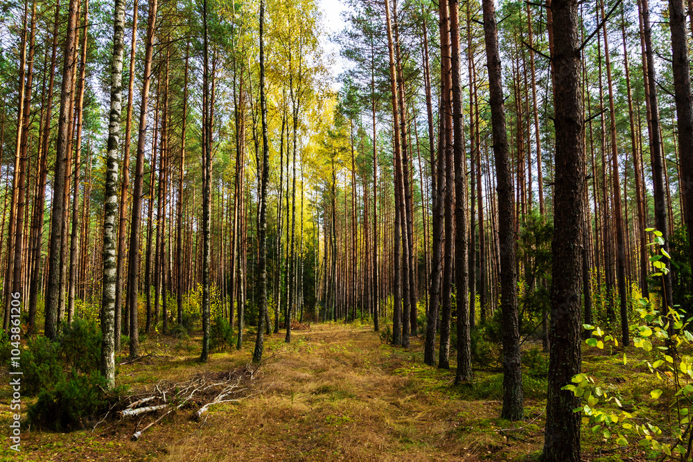 Piękna kolorowa jesień w Puszczy Knyszyńskiej, Podlasie, Polska Piękna kolorowa jesień w Puszczy Knyszyńskiej, Podlasie, Polska