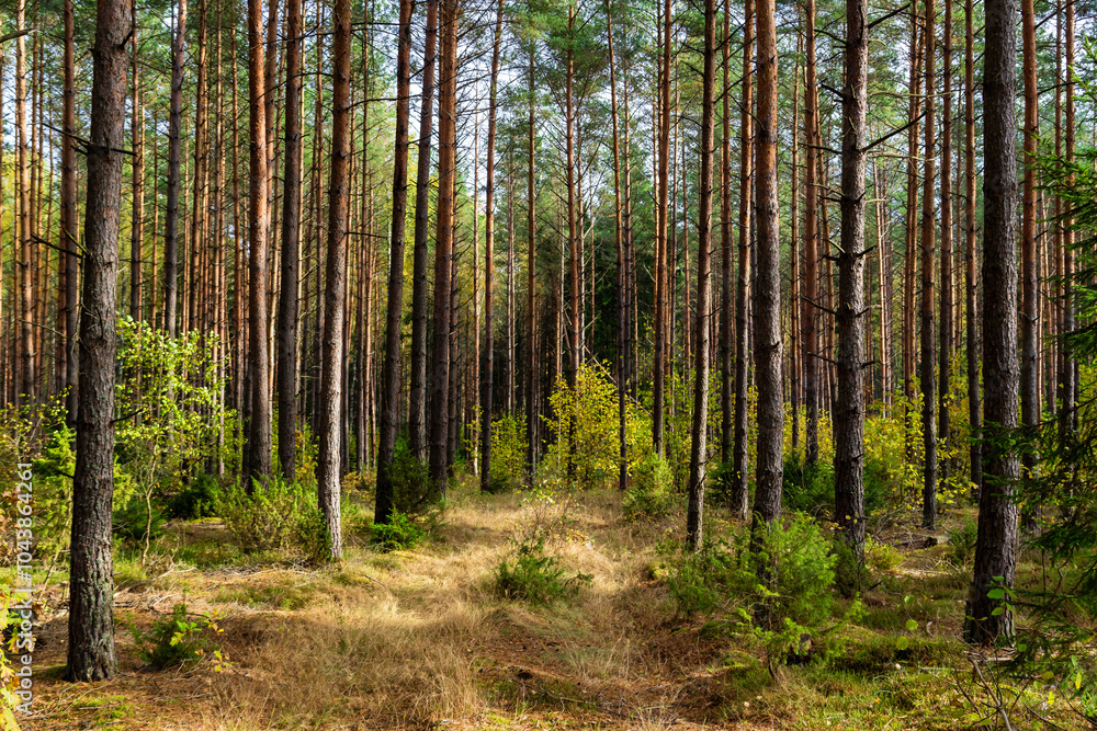 Piękna kolorowa jesień w Puszczy Knyszyńskiej, Podlasie, Polska Piękna kolorowa jesień w Puszczy Knyszyńskiej, Podlasie, Polska