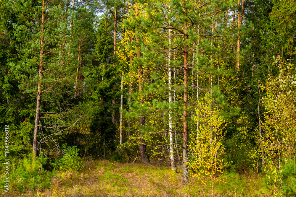 Piękna kolorowa jesień w Puszczy Knyszyńskiej, Podlasie, Polska