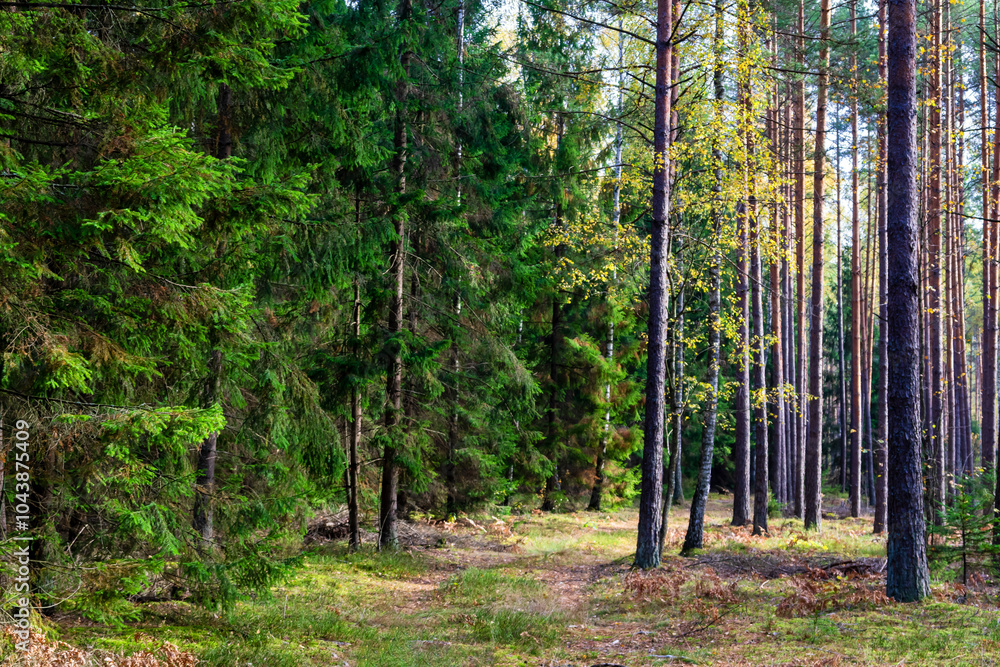 Piękna kolorowa jesień w Puszczy Knyszyńskiej, Podlasie, Polska