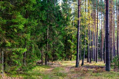 Obraz na płótnie Piękna kolorowa jesień w Puszczy Knyszyńskiej, Podlasie, Polska w salonie