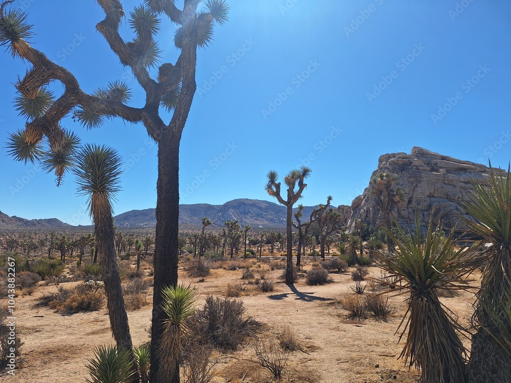 Joshua Tree Nationalpark in Kalifornien Joshua Tree Nationalpark in Kalifornien