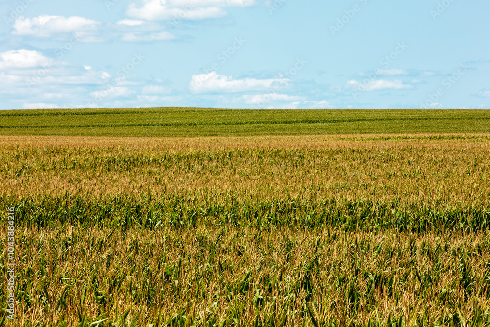 Southeastern Wisconsin summer corn field goes to the horizon Southeastern Wisconsin summer corn field goes to the horizon