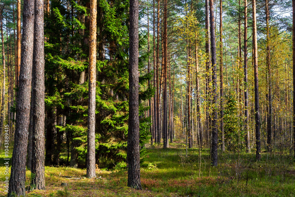 Piękna kolorowa jesień w Puszczy Knyszyńskiej, Podlasie, Polska