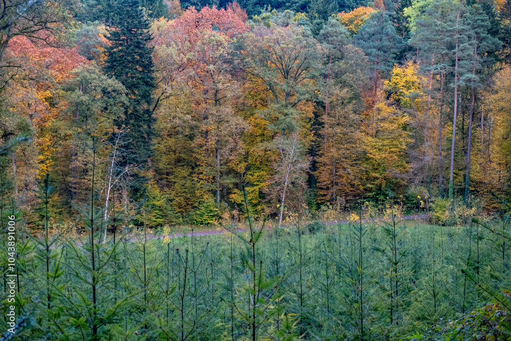 Fototapeta premium Wiederaufforstung nach Abholzung im herbstlichen Mischwald