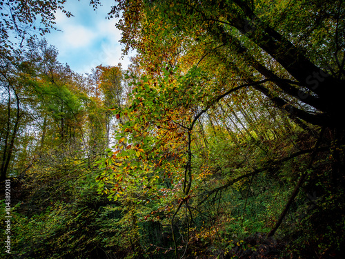 Herbst im Mischwald photo