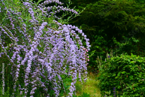Blüte des Sommerflieder, Kaskaden-Flieder 