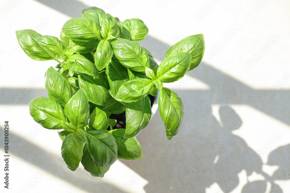 Fototapeta premium Fresh basil in pot on table, top view