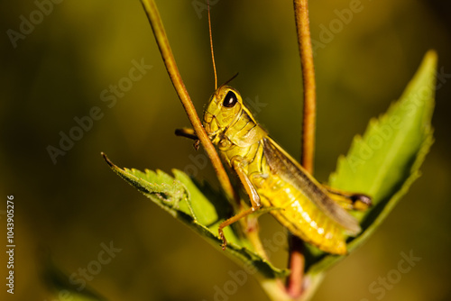 Spur-throated Grasshopper on Cup Plant  stalk on an early Wisconsin September morning, within the Pike Lake Unit, Kettle Moraine State Foreset, Hartford, Wisconsin photo