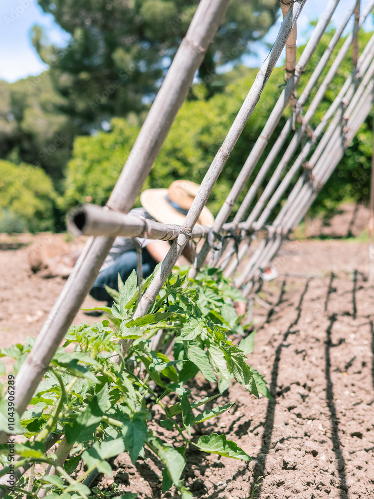 Unfocused Gardener Tending Plants in Sunny Garden Unfocused Gardener Tending Plants in Sunny Garden