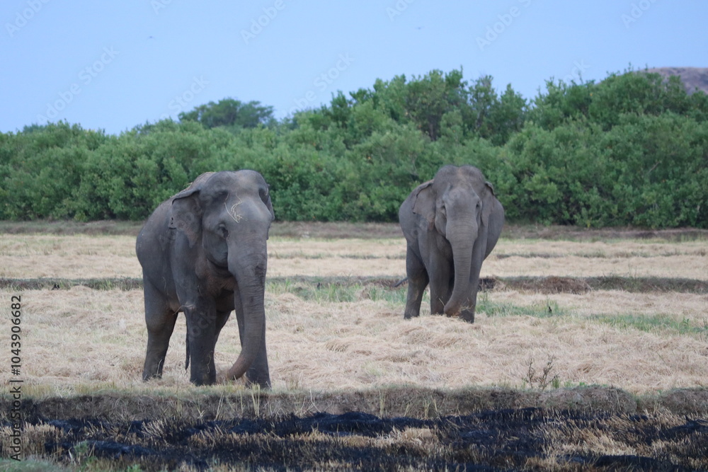 Obraz premium elephants in the wild