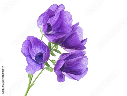 Close-up of vibrant purple flowers with delicate petals on a white background.