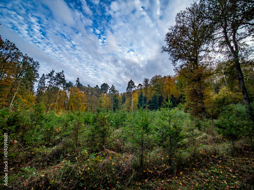 Wiederaufforstung nach Abholzung im herbstlichen Mischwald photo