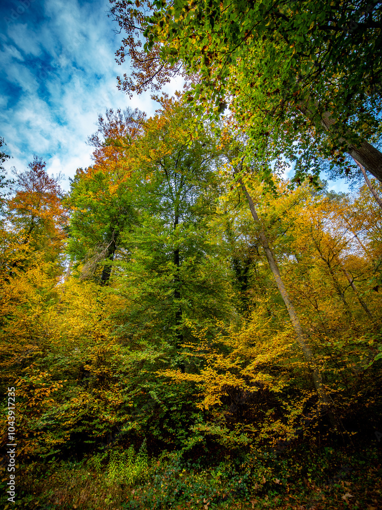 Herbstlich gefärbte Laubbäume im Mischwald Herbstlich gefärbte Laubbäume im Mischwald