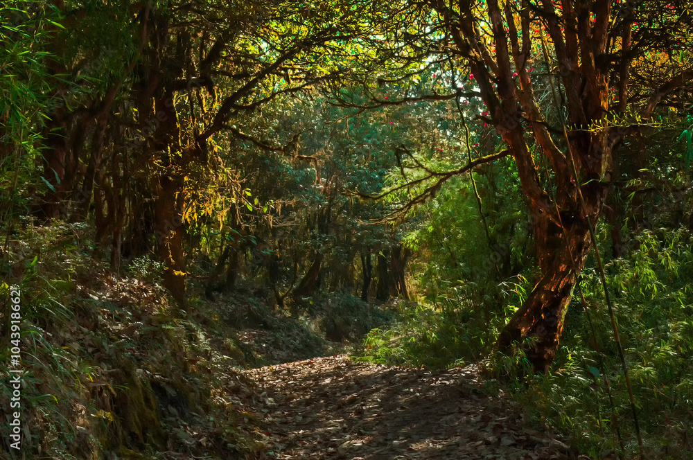 Obraz premium Trekking route through dense forest, from Hiley towards Varsey Rhododendron Sanctuary or Barsey Rhododendron Sanctuary. A very popular tourist trekking route at Sikkim, India.