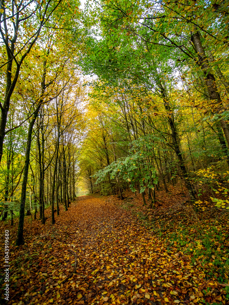 Naklejka premium Waldweg im Herbst