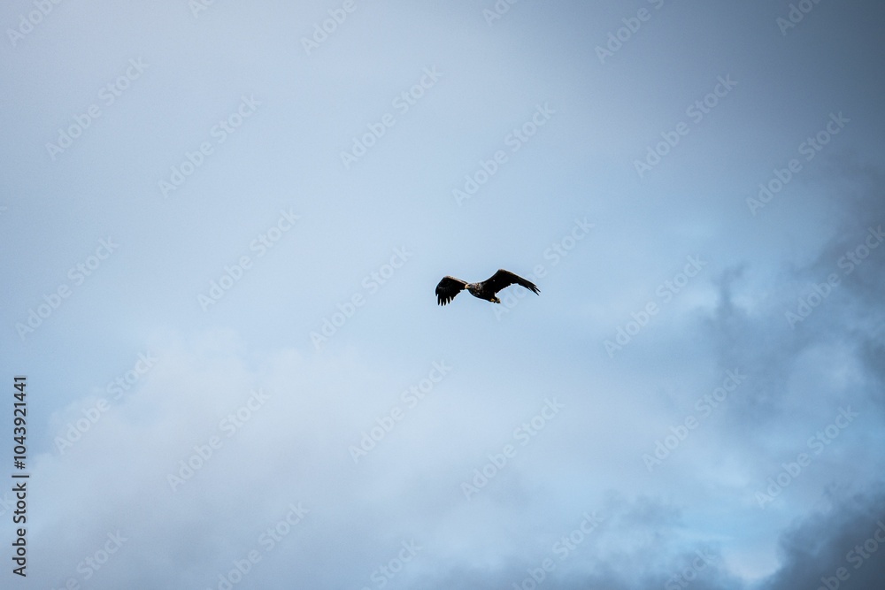 Eagle soaring in a cloudy sky Eagle soaring in a cloudy sky