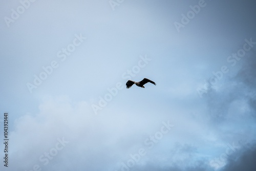 Eagle soaring in a cloudy sky