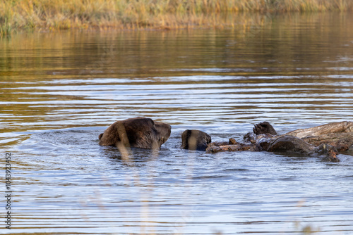 Brown Grizzly Bear Swimming Plays in Water