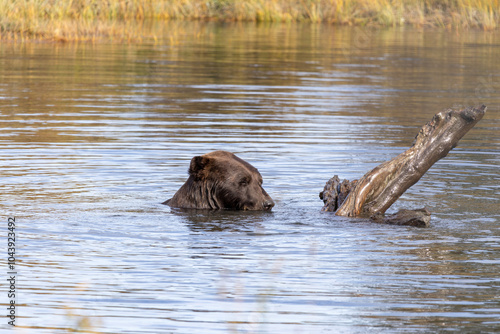 Brown Grizzly Bear Swimming Plays in Water