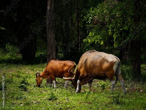 Here are pictures of animals such as bears, dogs, birds, cows. Pictures of animals in their daily life.